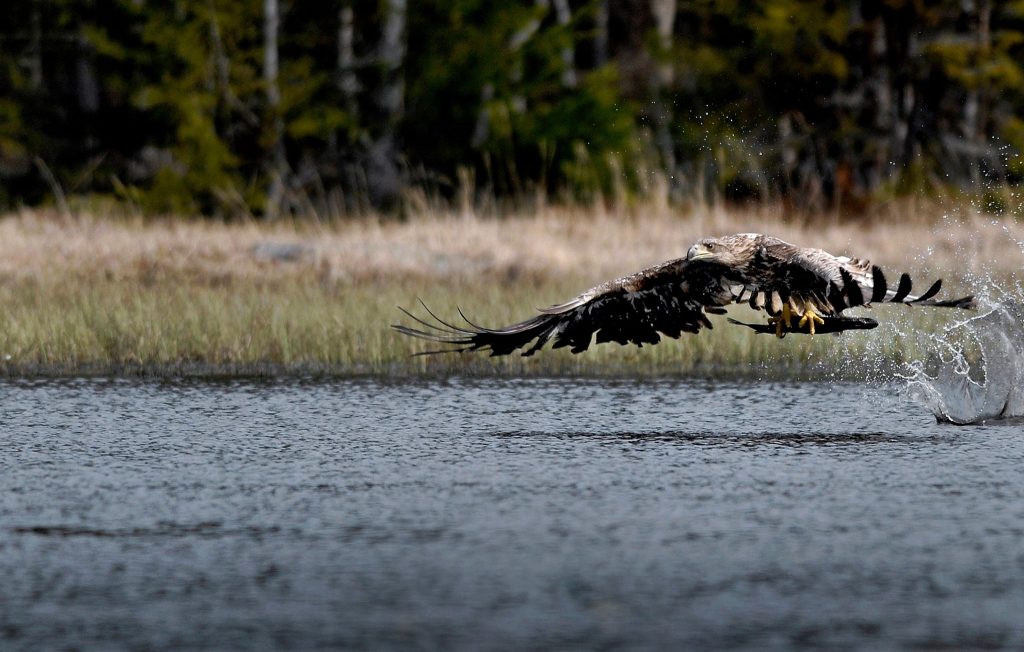 (C) Seppo Lammi, Vaasa